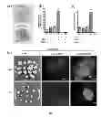 Fig. 02 - Methods and compositions for enhanced Agrobacterium-mediated transformation Efficiency