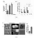 Fig. 03 - Methods and compositions for enhanced Agrobacterium-mediated transformation Efficiency
