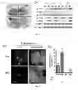 Fig. 04 - Methods and compositions for enhanced Agrobacterium-mediated transformation Efficiency