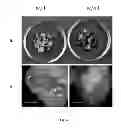 Fig. 05 - Methods and compositions for enhanced Agrobacterium-mediated transformation Efficiency
