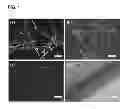 Fig. 02 - Methods of preparing nanoprobes and endoscope-like devices