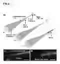 Fig. 03 - Methods of preparing nanoprobes and endoscope-like devices