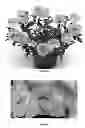 Fig. 02 - Verbena plant named 'VEAZ0003'