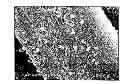 Fig. 01 - Anti-viral Formulations Nanomaterials and Nanoparticles