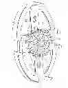 Fig. 01 - Tension device for looped-cord system