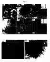 Fig. 07 - Method of manufacturing layered metal oxide particles and layered metal oxide particles formed thereof