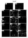Fig. 09 - Method of manufacturing layered metal oxide particles and layered metal oxide particles formed thereof
