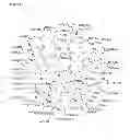 Fig. 02 - Polyanionic multivalent macromolecules for intracellular targeting of proliferation and protein synthesis