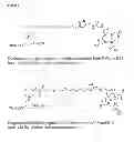 Fig. 07 - Polyanionic multivalent macromolecules for intracellular targeting of proliferation and protein synthesis