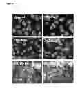 Fig. 09 - Polyanionic multivalent macromolecules for intracellular targeting of proliferation and protein synthesis