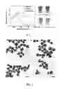 Fig. 02 - NUCLEIC ACID-MEDIATED SHAPE CONTROL OF NANOPARTICLES