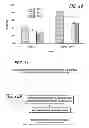 Fig. 07 - Bone morphogenic protein binding peptide