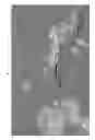 Fig. 02 - Somatic Stem Cells