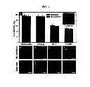 Fig. 02 - Method for controlling differentiation of stem cells using graphene substrates