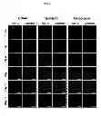 Fig. 06 - Method for controlling differentiation of stem cells using graphene substrates