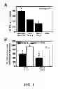 Fig. 02 - Methods of regulating uptake and transcellular transport of leukocytes and therapeutics