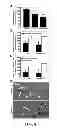 Fig. 05 - Methods of regulating uptake and transcellular transport of leukocytes and therapeutics