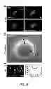 Fig. 06 - Methods of regulating uptake and transcellular transport of leukocytes and therapeutics