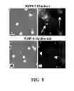 Fig. 09 - Methods of regulating uptake and transcellular transport of leukocytes and therapeutics