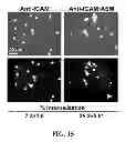 Fig. 16 - Methods of regulating uptake and transcellular transport of leukocytes and therapeutics