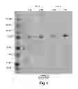 Fig. 10 - Recombinant human NaGlu protein and uses thereof