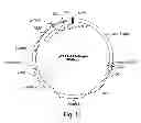Fig. 15 - Recombinant human NaGlu protein and uses thereof