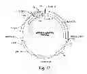 Fig. 16 - Recombinant human NaGlu protein and uses thereof