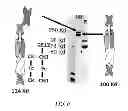 Fig. 07 - Polypeptide Heterodimers and Uses Thereof