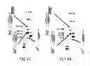 Fig. 09 - Polypeptide Heterodimers and Uses Thereof