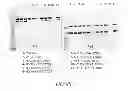 Fig. 45 - Polypeptide Heterodimers and Uses Thereof