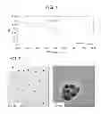Fig. 02 - Composite of organic compound and copper nanoparticles, composite of organic compound and copper(I) oxide nanoparticles, and methods for producing the composites