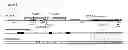 Fig. 22 - METHODS OF DETECTING PREGNANCY-ASSOCIATED PLASMA PROTEIN-A2 (PAPP-A2)