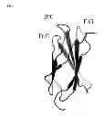 Fig. 07 - Fibronectin type III domain based scaffold compositions, methods and uses