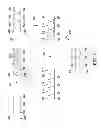 Fig. 06 - Methods for manufacturing molecular arrays