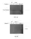 Fig. 04 - NEUBLASTIN VARIANTS