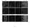 Fig. 06 - DROSOPHILA TUMOR STEM CELL MODEL AND USES THEREOF
