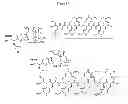 Fig. 15 - Compositions and methods for enhancing drug delivery across and into ocular tissues