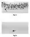 Fig. 05 - PEPTIDE TARGETING OF INNER EAR CELLS