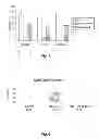 Fig. 07 - PEPTIDE TARGETING OF INNER EAR CELLS
