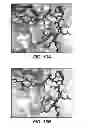 Fig. 10 - Zymogen activators