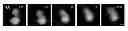 Fig. 01 - Mitochondria and human immunodefiency virus type 1