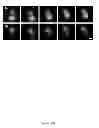 Fig. 02 - Mitochondria and human immunodefiency virus type 1