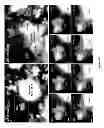 Fig. 03 - Mitochondria and human immunodefiency virus type 1