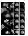 Fig. 04 - Mitochondria and human immunodefiency virus type 1