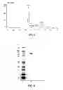 Fig. 05 - Polymer conjugates of GLP-1