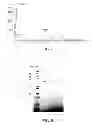 Fig. 06 - Polymer conjugates of GLP-1