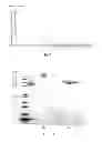 Fig. 07 - Polymer conjugates of GLP-1
