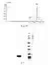 Fig. 08 - Polymer conjugates of GLP-1