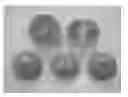 Fig. 01 - MANDARIN TREE NAMED 'KINNOWLS'
