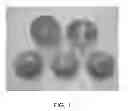 Fig. 02 - MANDARIN TREE NAMED 'KINNOWLS'